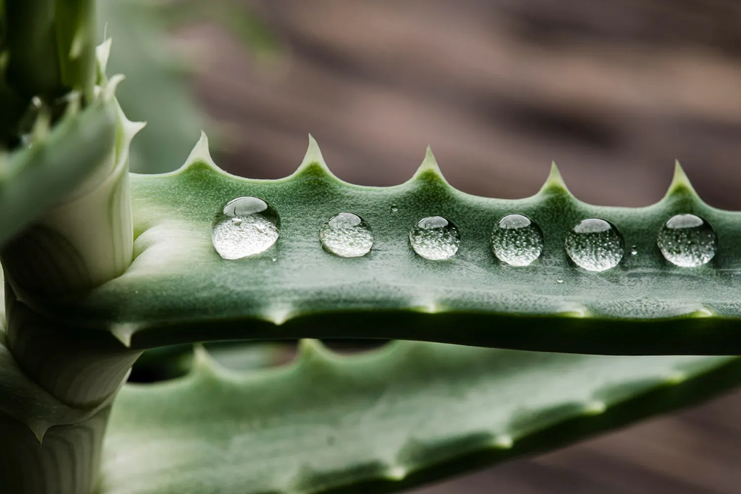 The Ultimate Guide To Choosing The Best Certified Organic Aloe Vera Gel