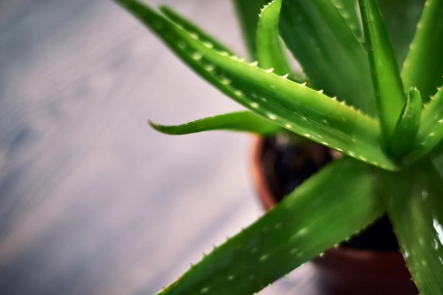 10 Amazing Benefits of Aloe Vera Gel for Skin & Hair